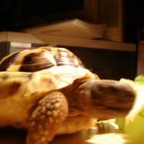 Sophie_w - Bild 3