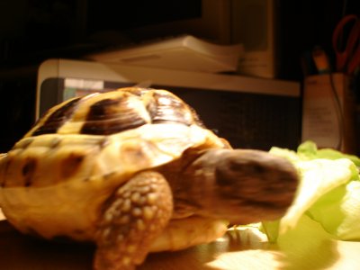 Sophie_w - Bild 3