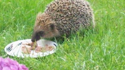 miakatze95 - Bild 3