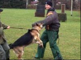 Polizeihund - Bild 3