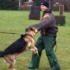 Polizeihund - Bild 3