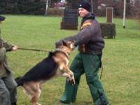 Polizeihund - Bild 3