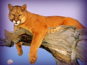 ladycat - Bild 2