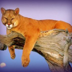ladycat - Bild 2
