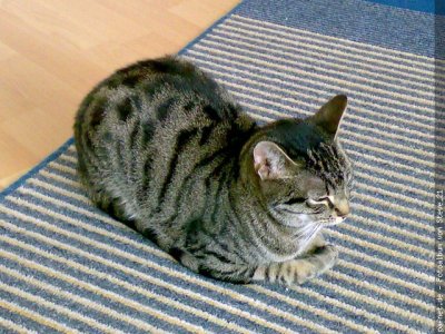 Steve1986 - Bild 2