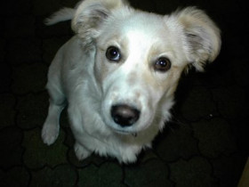 Vaffi - Bild 3