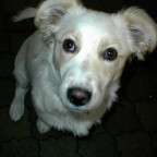 Vaffi - Bild 3