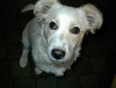 Vaffi - Bild 3