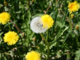 Hasenase - Bild 9