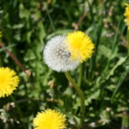 Hasenase - Bild 9