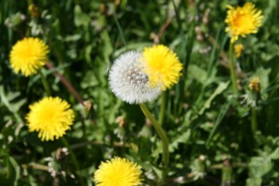 Hasenase - Bild 9