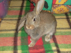Sarahzicke - Bild 5
