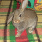 Sarahzicke - Bild 5