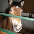 Kerschtin - Bild 6