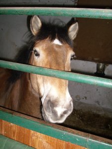 Kerschtin - Bild 6