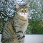 Lausbub - Bild 3