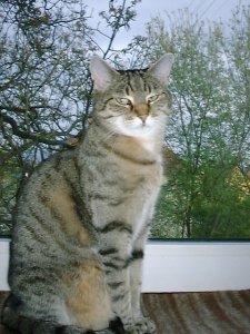 Lausbub - Bild 3