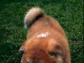 Pigue1987 - Bild 5