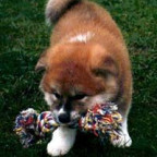 Pigue1987 - Bild 5