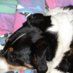Hanspi - Bild 2