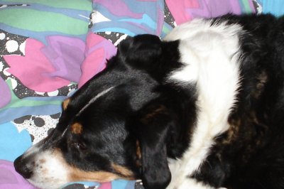 Hanspi - Bild 2