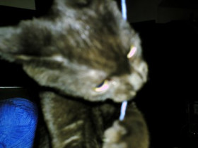 BabyPuma - Bild 3