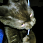BabyPuma - Bild 3