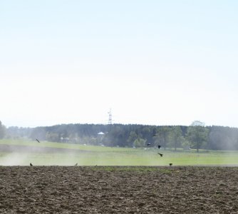 Hasenase - Bild 7
