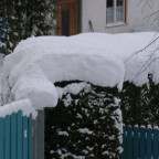 Hasenase - Bild 3