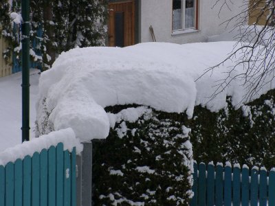 Hasenase - Bild 3
