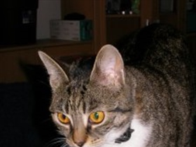 Bloodangel174 - Bild 2