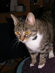 Bloodangel174 - Bild 2