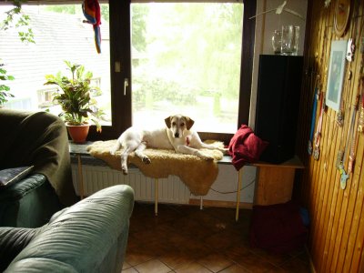 Schimmelreiterin - Bild 6