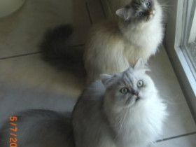 HungryEyes - Bild 4