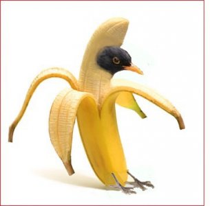 Colamsel - Bild 6