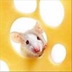 rom - Bild 2