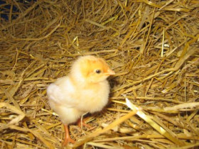 WiniBienchen - Bild 6