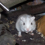 sweet_cindy - Bild 6