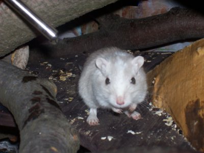 sweet_cindy - Bild 6