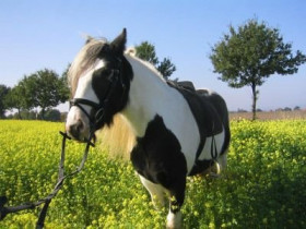 Countrygirl - Bild 6