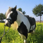 Countrygirl - Bild 6