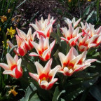 nirha - Bild 5