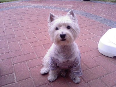 nelly20000 - Bild 2