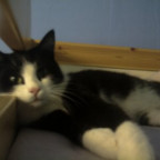crazy_catzz - Bild 3