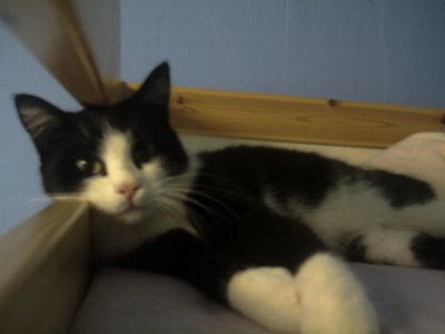crazy_catzz - Bild 3