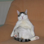 kirschich - Bild 2