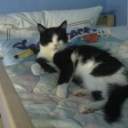 crazy_catzz - Bild 2