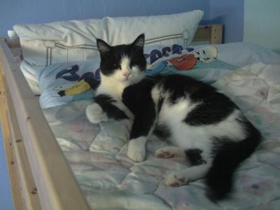 crazy_catzz - Bild 2