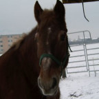 huscheli - Bild 2