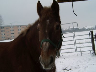 huscheli - Bild 2